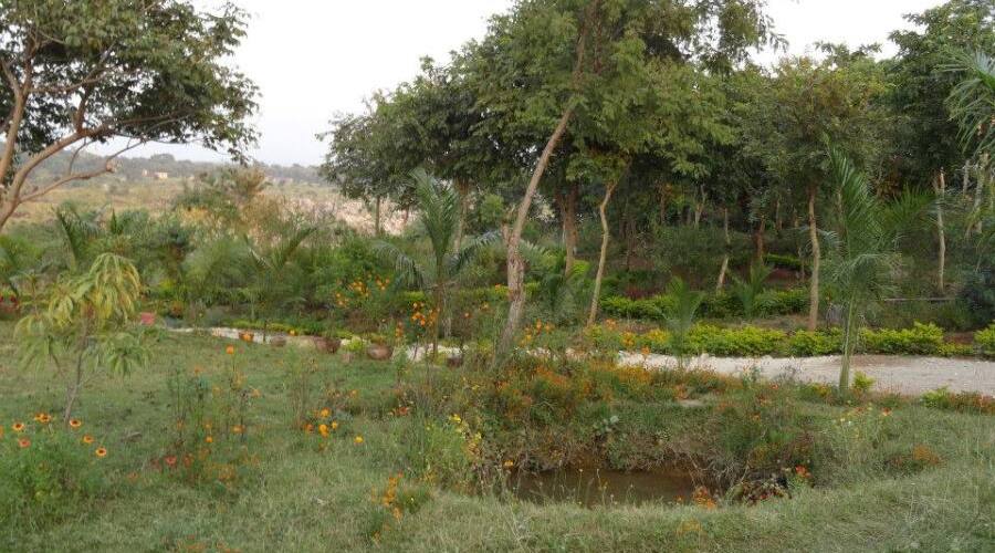Resort Palm Pair, Jabalpur 5